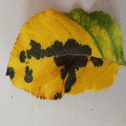 Test Sample Leaf - Apple Leaf