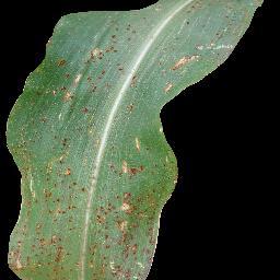 Test Sample Leaf - Corn Leaf